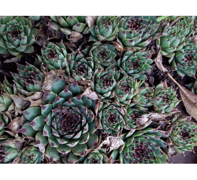 Молодило 'Greenii'   ( Sempervivum  tectorum 'Greenii')